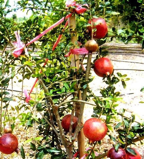 大果石榴種植|如何種植石榴